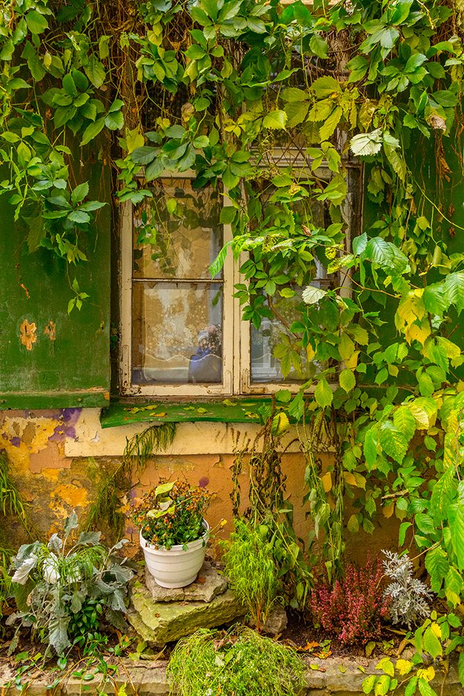 Estonia, Tallinn. Old town, city windows. Vine covered entrance to building.